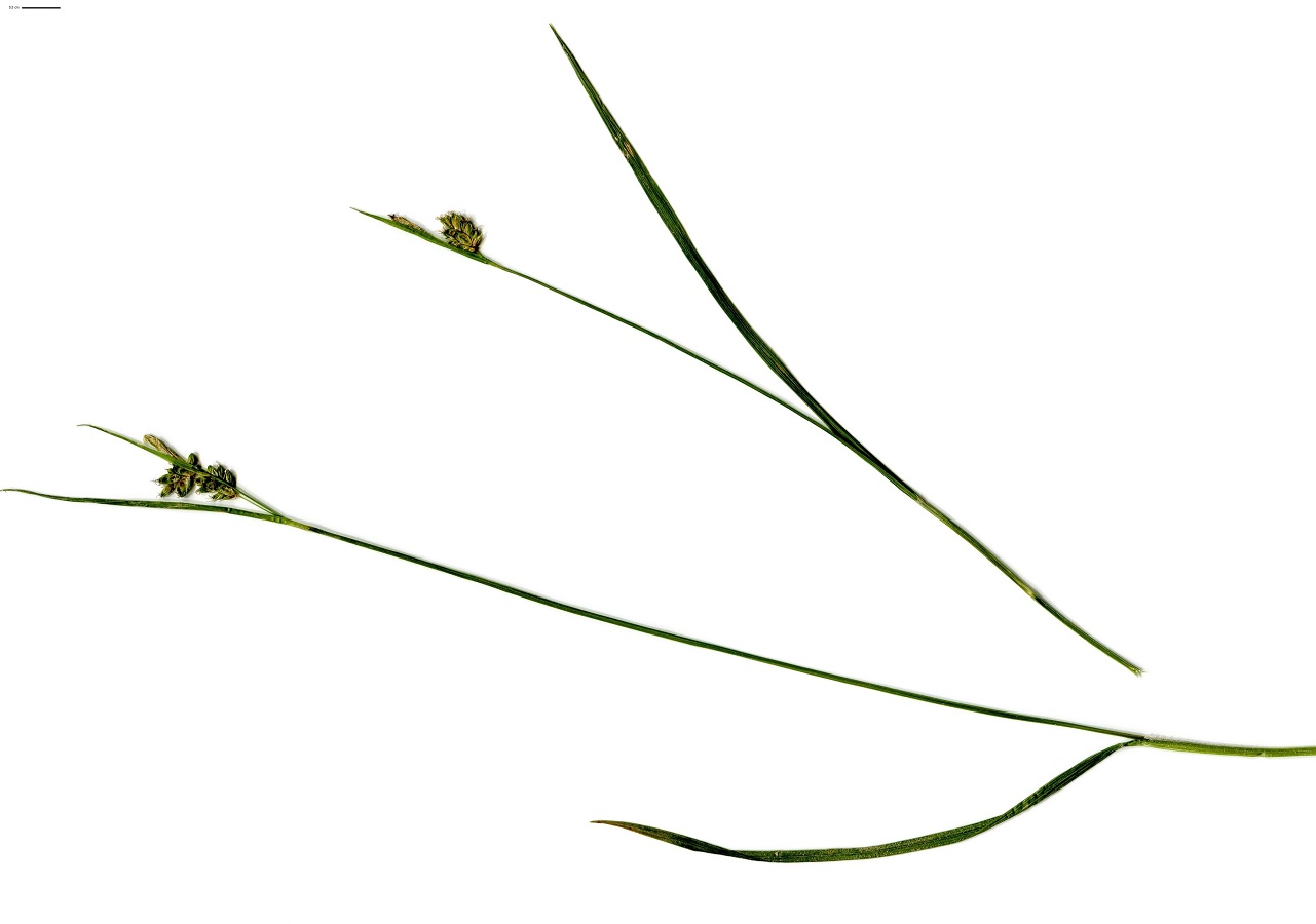 Carex liparocarpos subsp. liparocarpos (Cyperaceae)